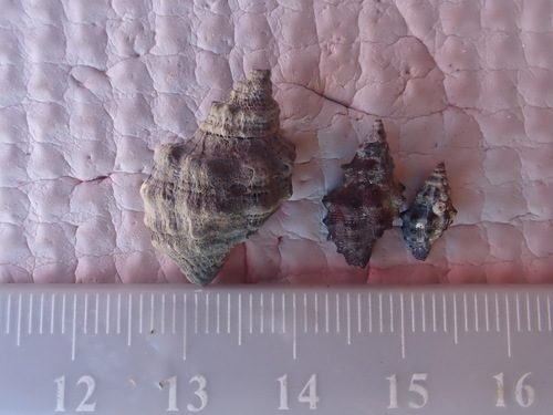 Mexacanthina angelica observed 2026-04-24