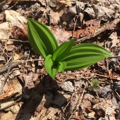 Veratrum viride
