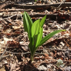 Veratrum viride