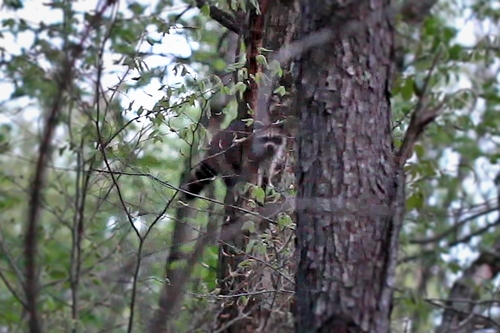 Raccoon