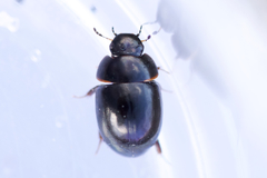 Coelostoma orbiculare