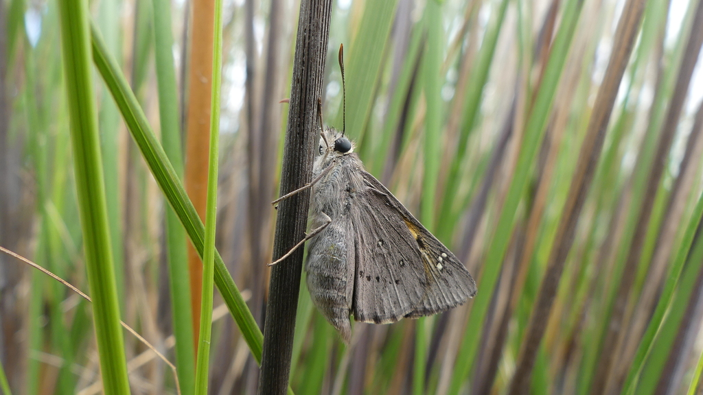 yellow sedge-skipper