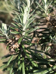 Linochilus rosmarinifolius