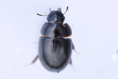 Coelostoma orbiculare