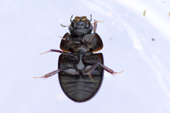 Coelostoma orbiculare