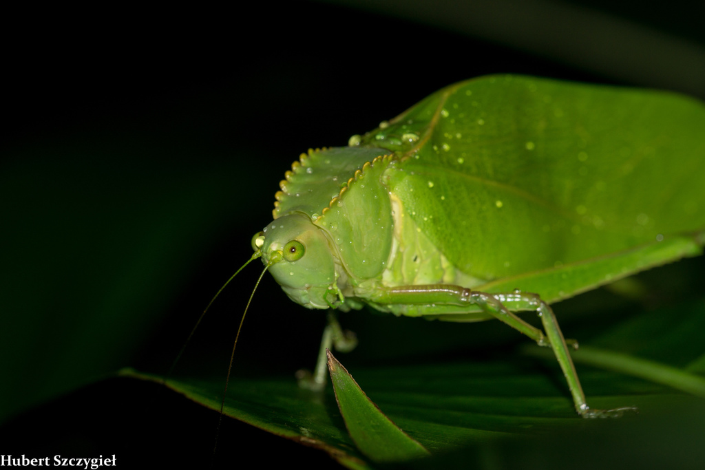 Steirodon stalii