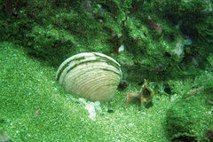 Semele