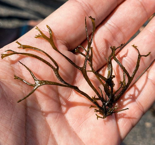 Canistrocarpus cervicornis