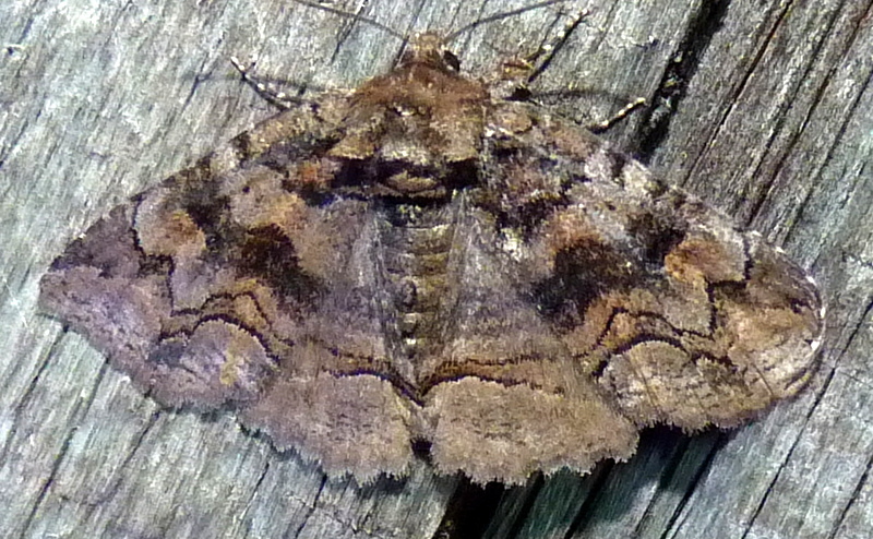 Pine False Looper Moth