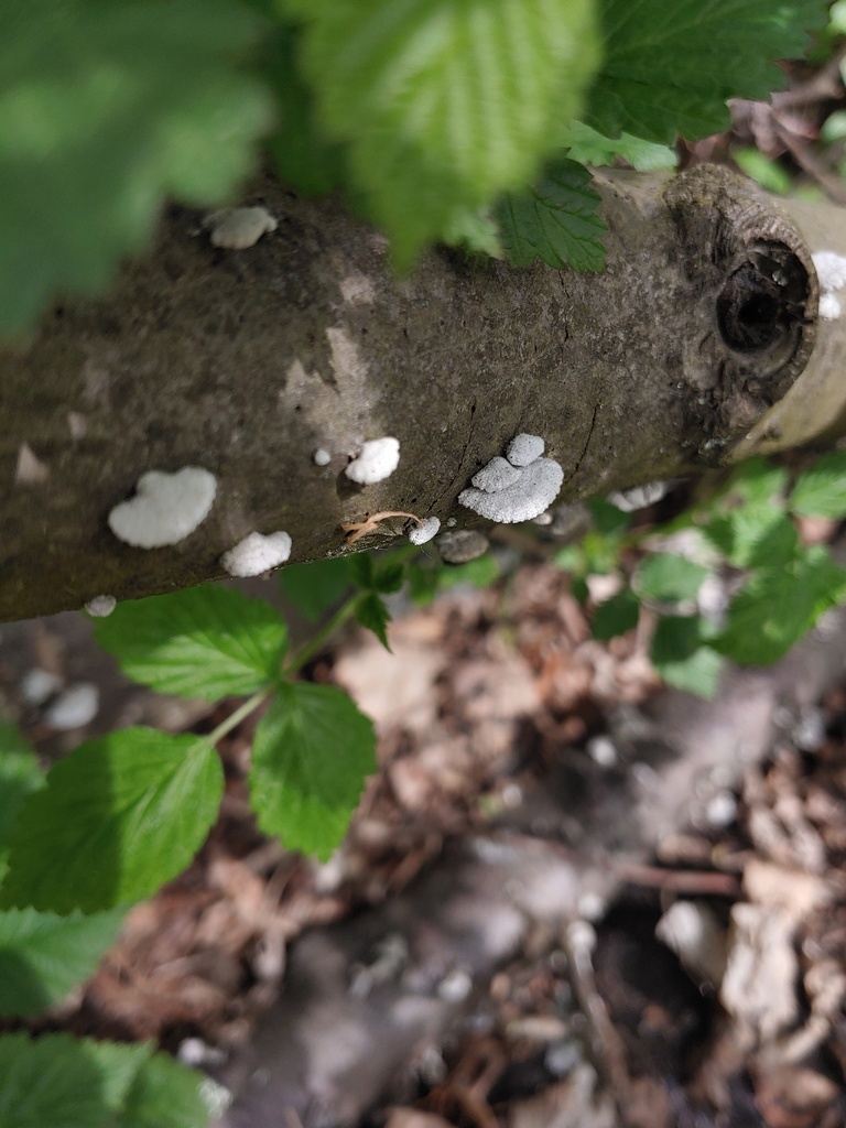 Schizophyllum commune · April 2026 · photo: © valeriidarmostuk (iNaturalist, cc-by)