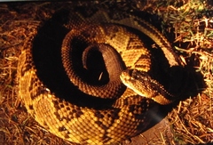 Crotalus simus