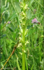 Platanthera convallariifolia
