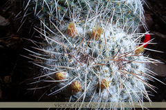 Mammillaria parkinsonii