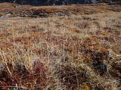 Alopecurus magellanicus