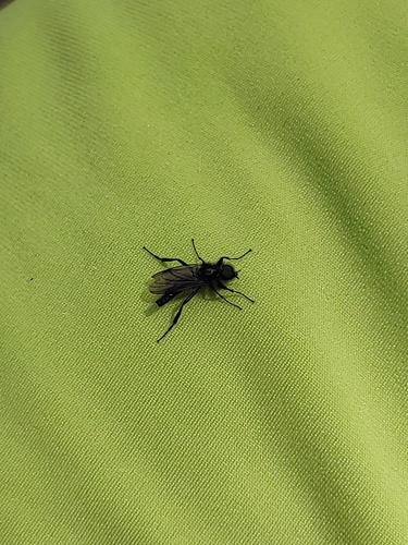 St Mark's fly