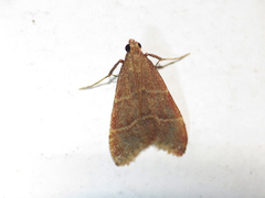 Arta epicoenalis