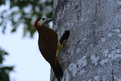 Colaptes punctigula