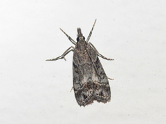 Eudonia rectilinea