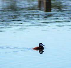 Oxyura jamaicensis