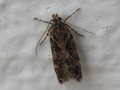 Chionodes nanodella