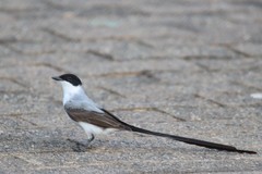 Tyrannus savana