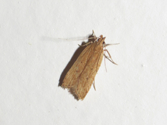 Helcystogramma badia