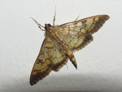Mimorista subcostalis