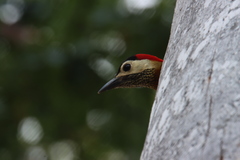 Colaptes punctigula