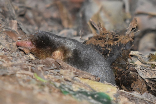 Small-toothed Mole (Euroscaptor parvidens) — Data Deficient Mammalia