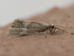 Cisthene faustinula