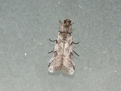 Ozamia fuscomaculella