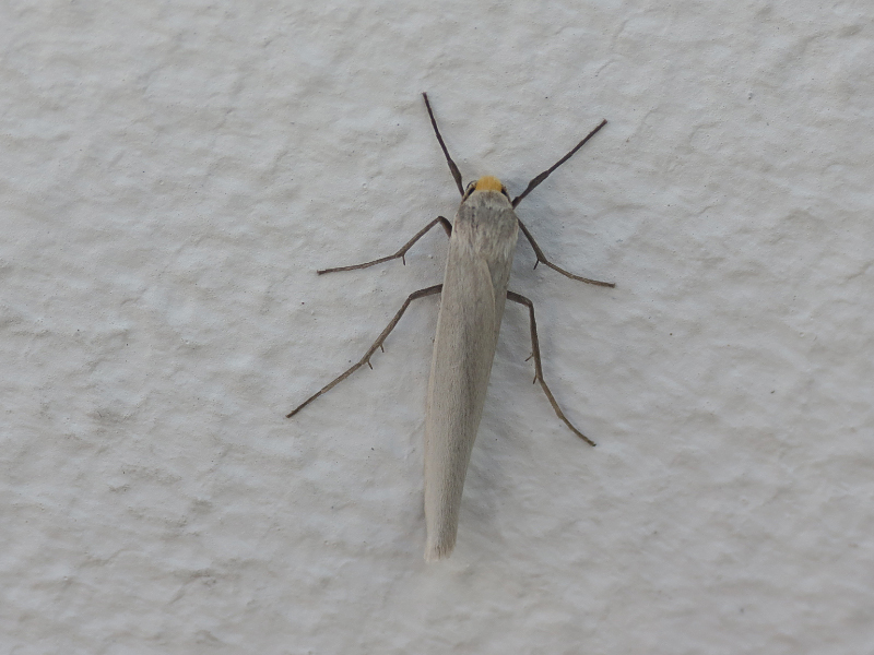 Crambidia suffusa