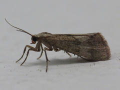 Cisthene faustinula