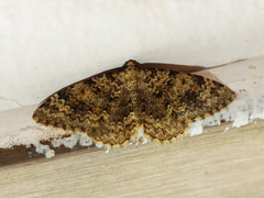 Zenophleps obscurata