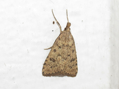Udea berberalis