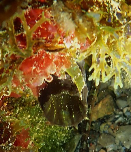 Phallusia fumigata (Grube, 1864)