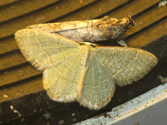 Chlorochlamys