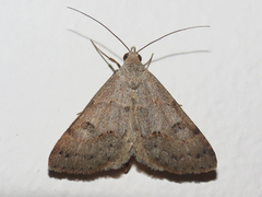 Hemeroplanis historialis