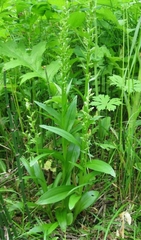 Platanthera convallariifolia