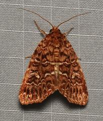 Callopistria granitosa