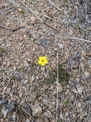 Leptosiphon chrysanthus