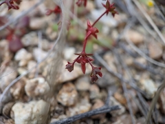 Centrostegia thurberi