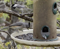 Baeolophus atricristatus