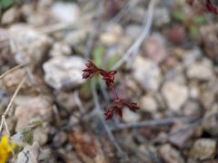 Centrostegia thurberi