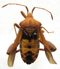 Mamurius mopsus