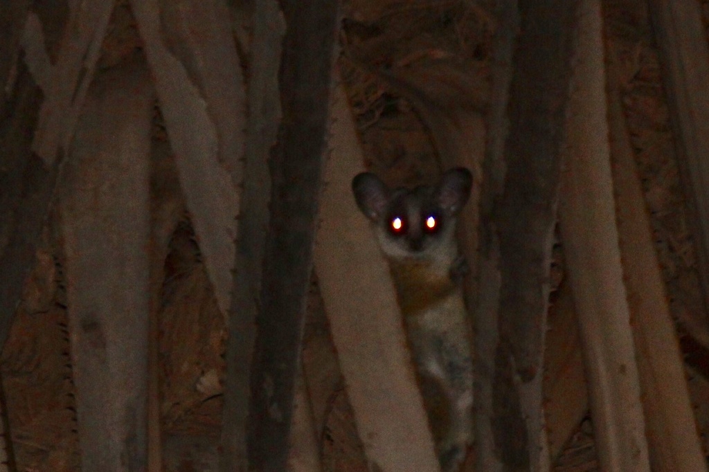 Northern Lesser Galago