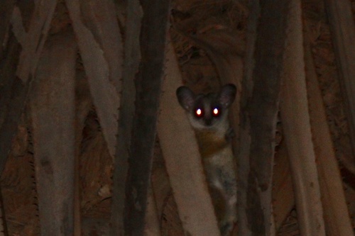 Northern Lesser Galago