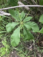 Aesculus glabra arguta