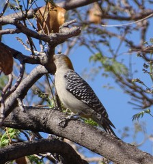 Melanerpes aurifrons