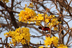 Ramphocelus dimidiatus